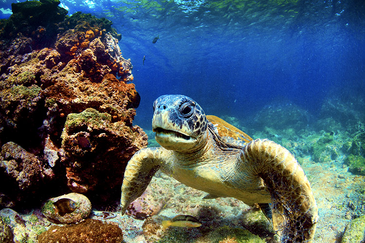Sea turtle | Galapagos cruises