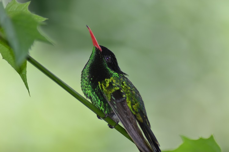 Hummingbird in Montego Bay