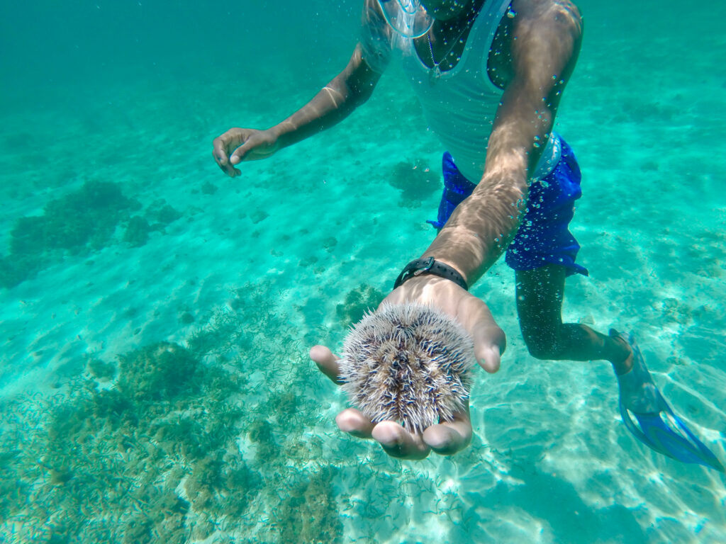 Snorkeling in Montego Bay