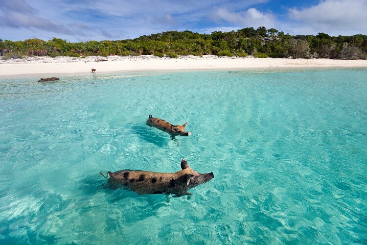 Things to Do in the Caribbean | Pig Beach