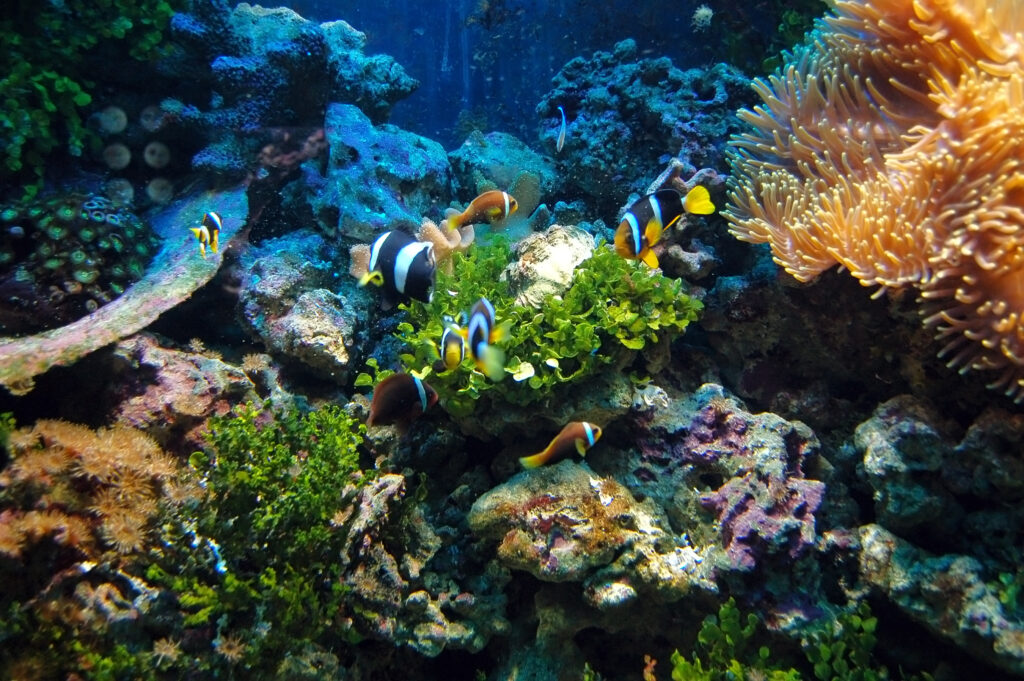 Fish swimming in coral