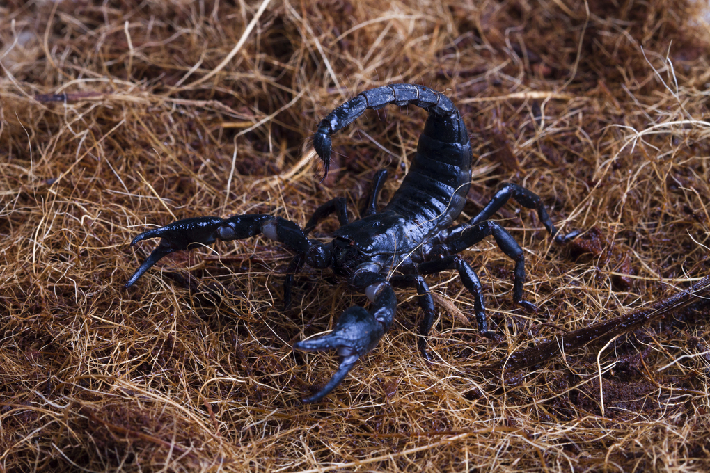 Scorpion