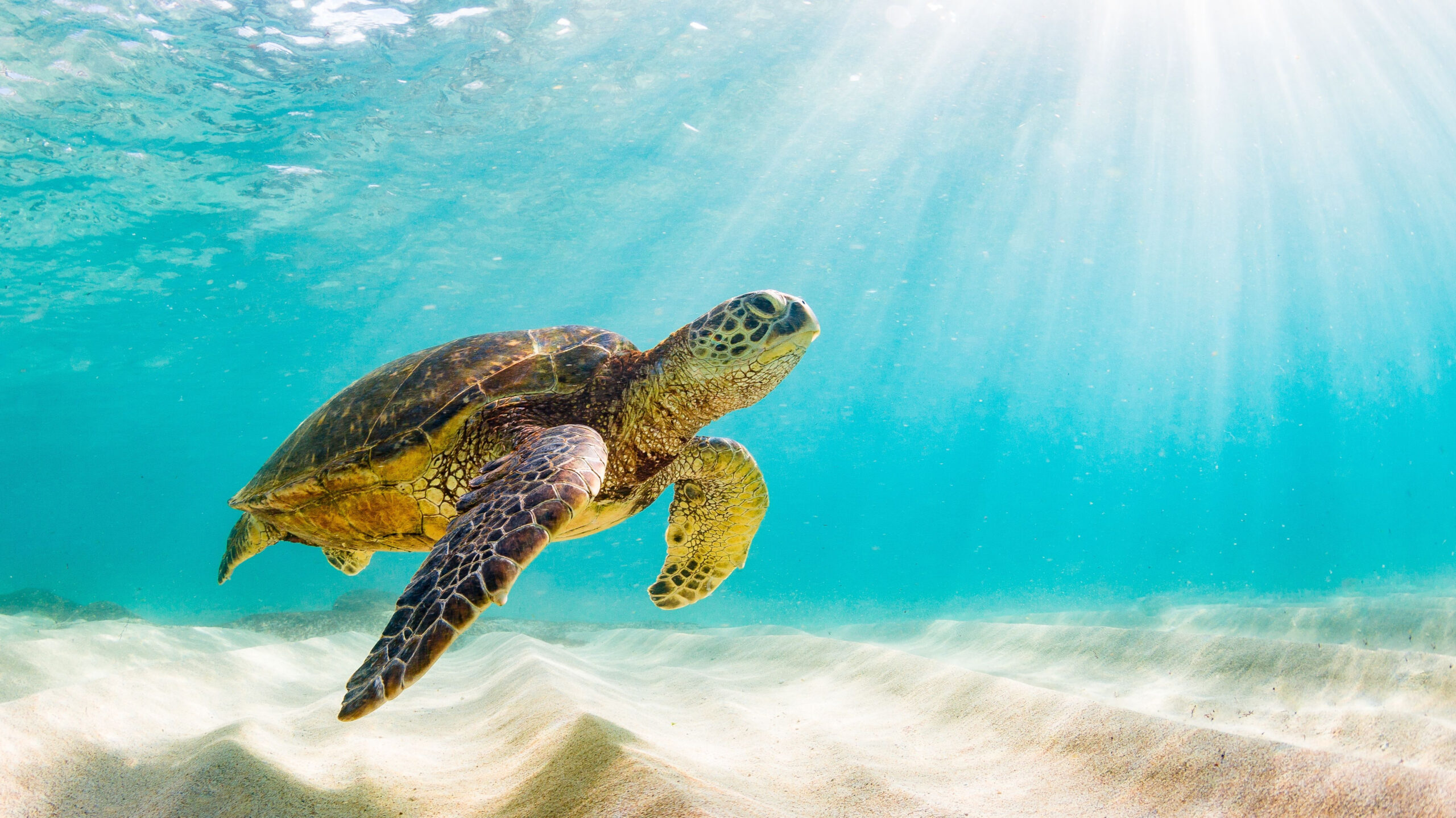 Sea turtle swimming in Caribbean